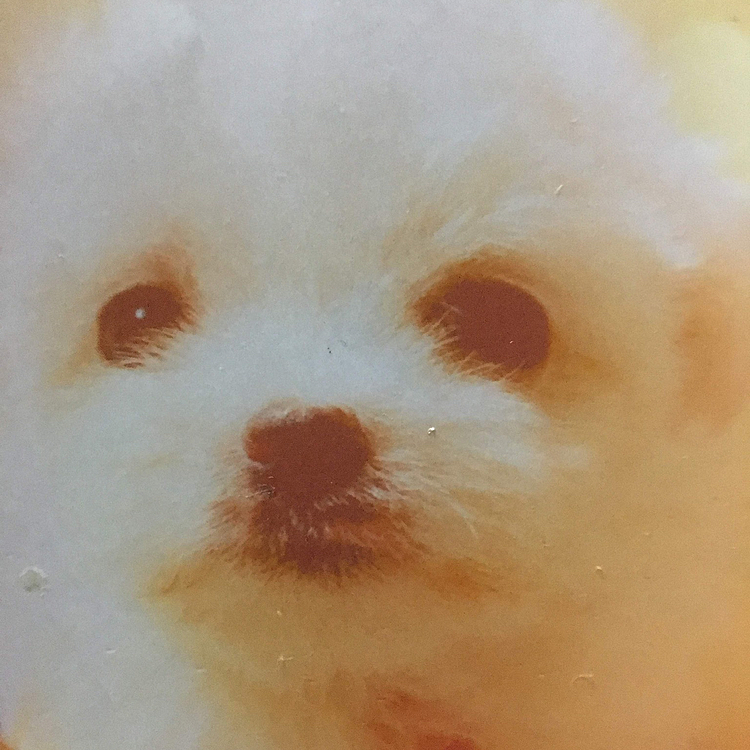 生後4ヶ月のココ
一目惚れでした💕