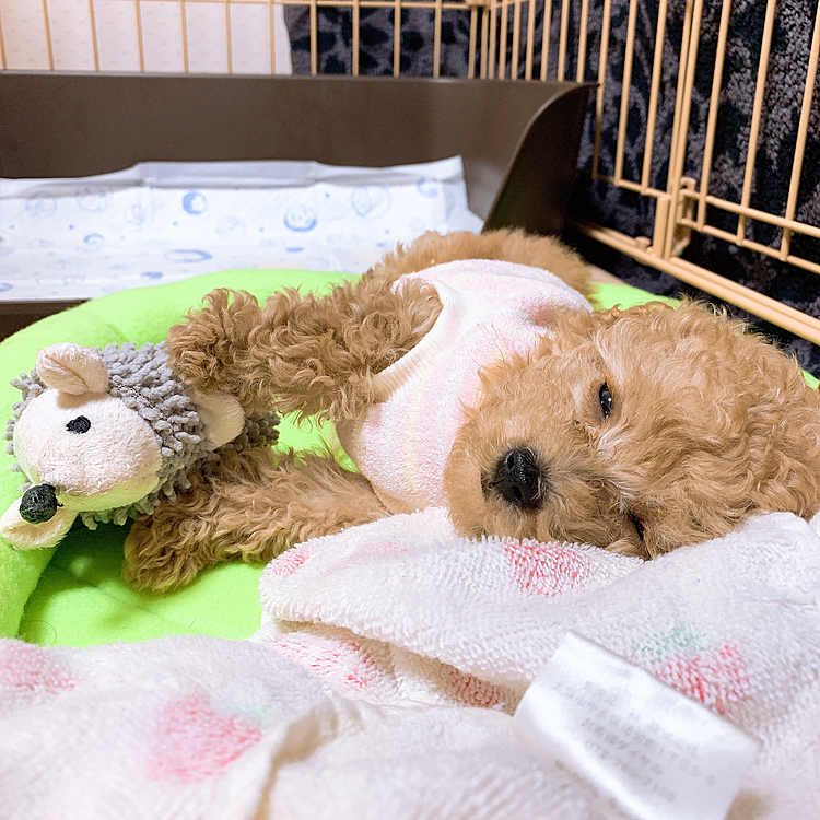 大好きなハリネズミのおもちゃを大事そうに持ちながらウトウトするディノ🐶🐾👑