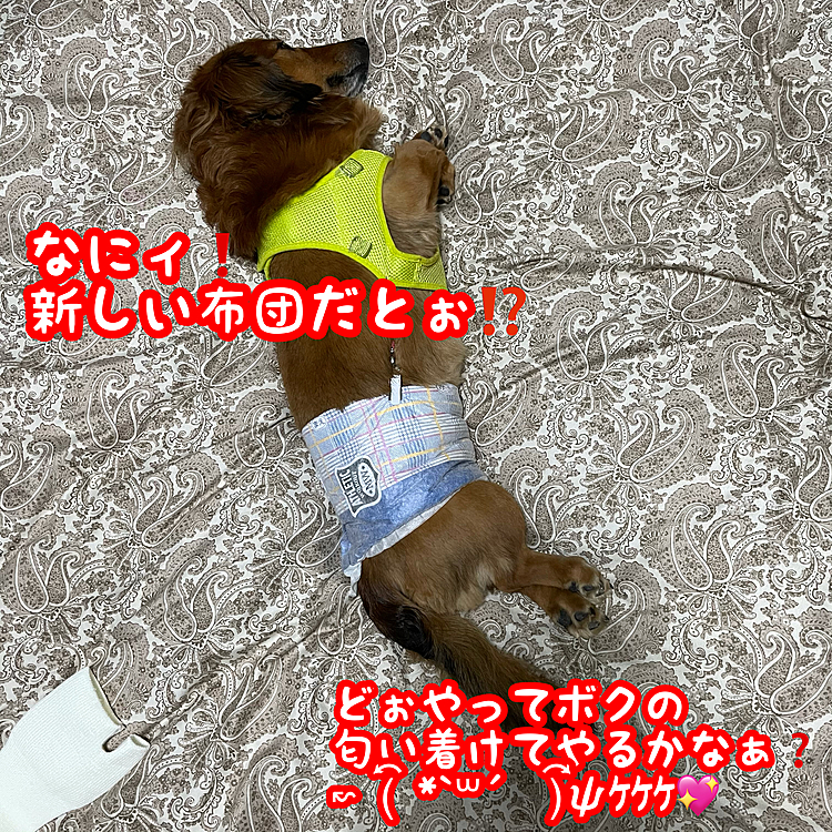 以前にココﾁｬﾝの粗相の時に掛布団をコインランドリーにかけた時にネットに入れなかった為､中綿が寄ってしまい収拾がつかない状態になったので､新しい掛布団を買いました｡カバーを流用したので見た目は変わりませんが､ココﾁｬﾝはお気に入りの様ですが…頼むから粗相は勘弁して下さい(苦笑)