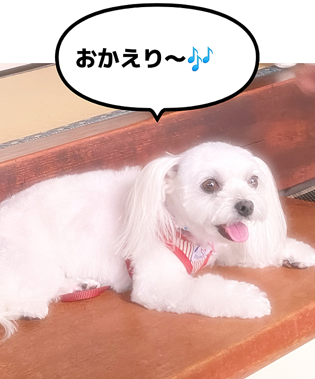 ココの母の投稿