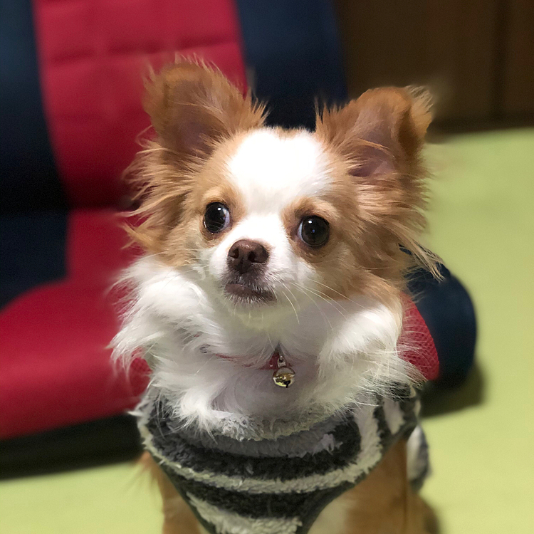 小春は、雨でも関係なく、元気いっぱい✨🐶
オモチャ物色して〜ウロチョロして〜
ご飯食べる〜🎵
しっかり食べて、立派なチワワになるんやで👍😂