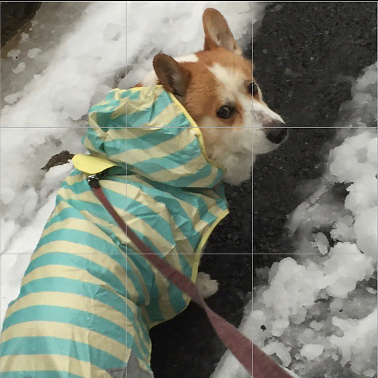 お散歩大嫌いだったけど、雪の日だけは楽しそうでした😊