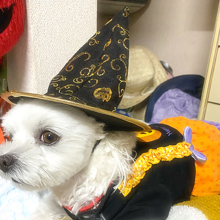 魔法使い🪄に見える？