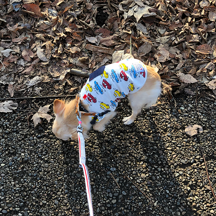 お散歩途中でママ友と会い少し立ち話💦
やっと公園に着いてクンクン情報集め🐶
どんな事がわかったかなぁ？😊クン活が終わり家に帰ってオヤツを食べました😊❣️
