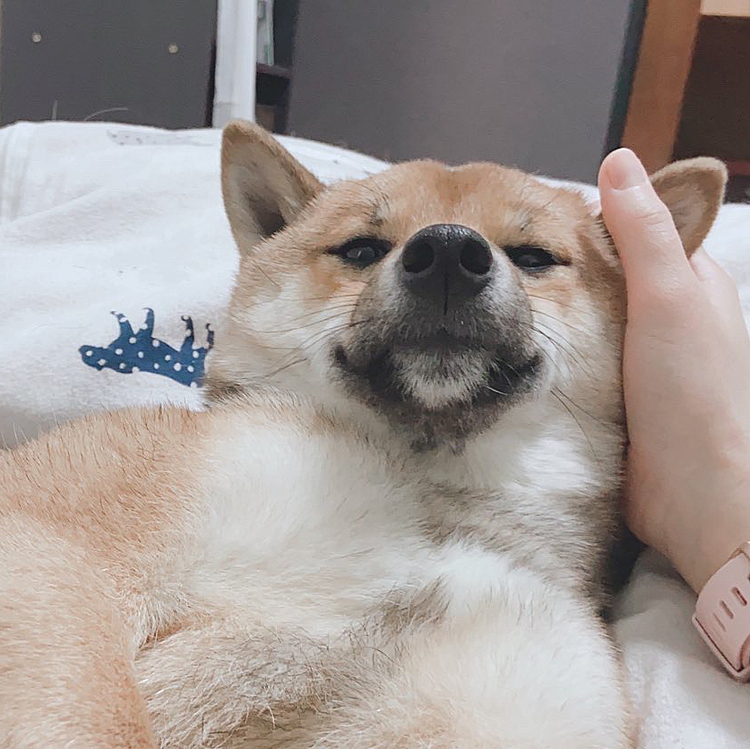 態度でかいぬ。
