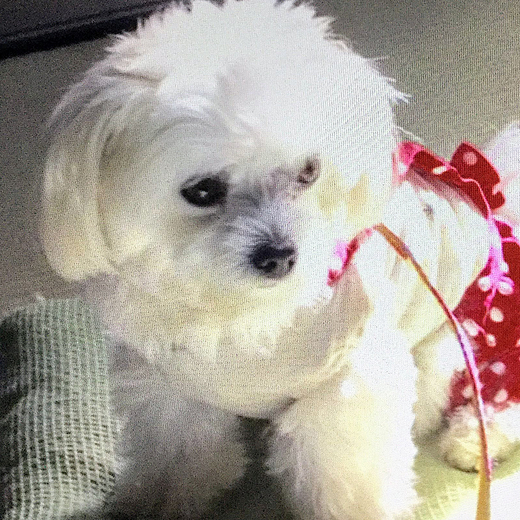 お嬢さまに見える⁉️