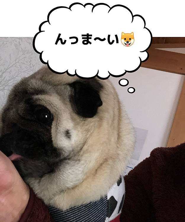 とうちゃんの手を堪能してます🐶