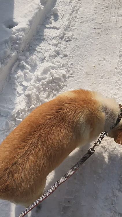 雪があると全然進まぬ😱
前に進め〜🤣