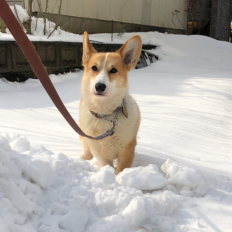 まある、雪が似合うね〜😍