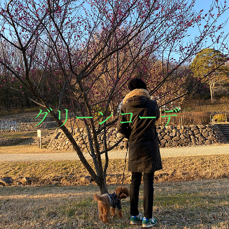 紅梅もチラホラ咲き始めて春に近づいていますね🌸
パパさんとハッピーはグリーンでリンクコーデ🎶