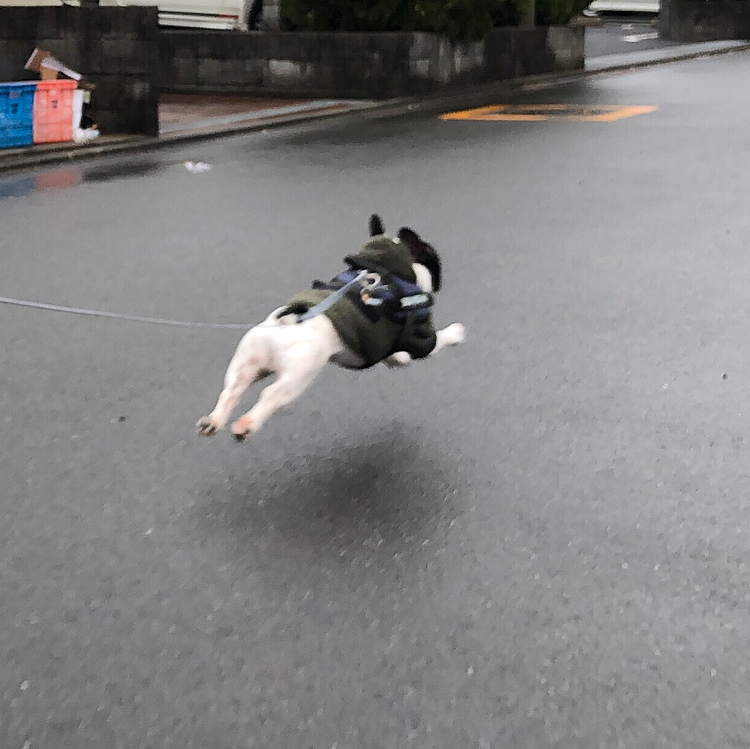 今朝のお散歩でも トゥ❣️ してきました😆