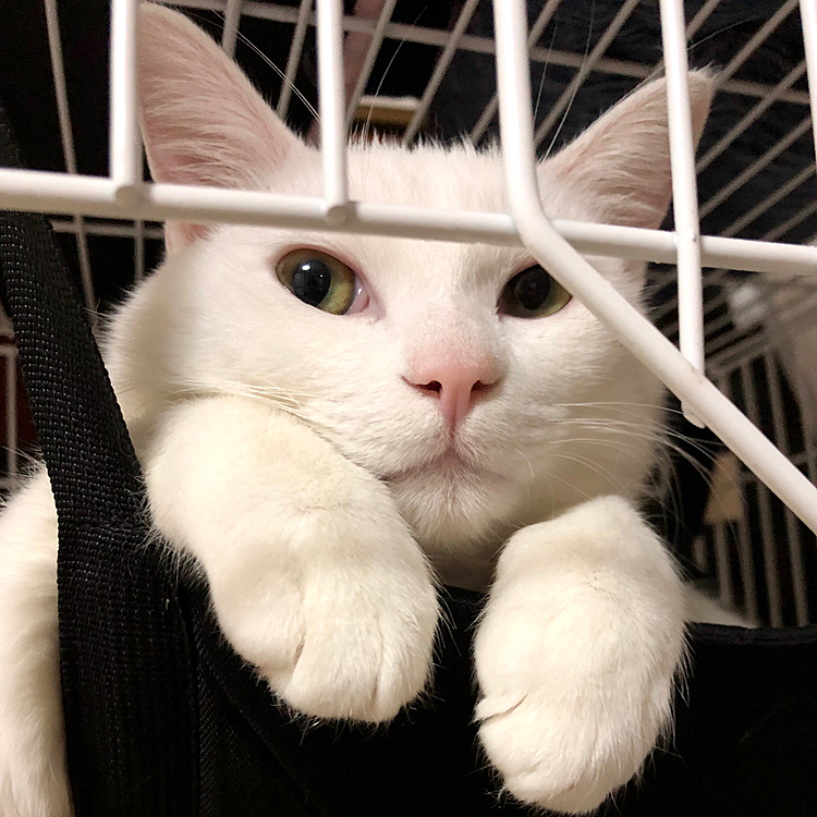 ささみのゆでたのがいちばんすきにゃんこ🐾