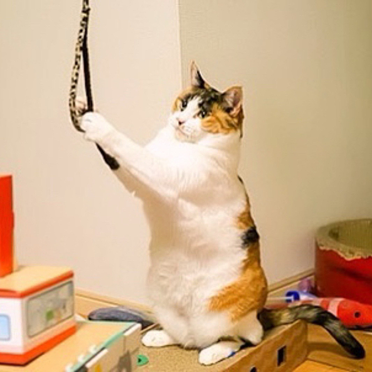 ナイスキャッチにゃ