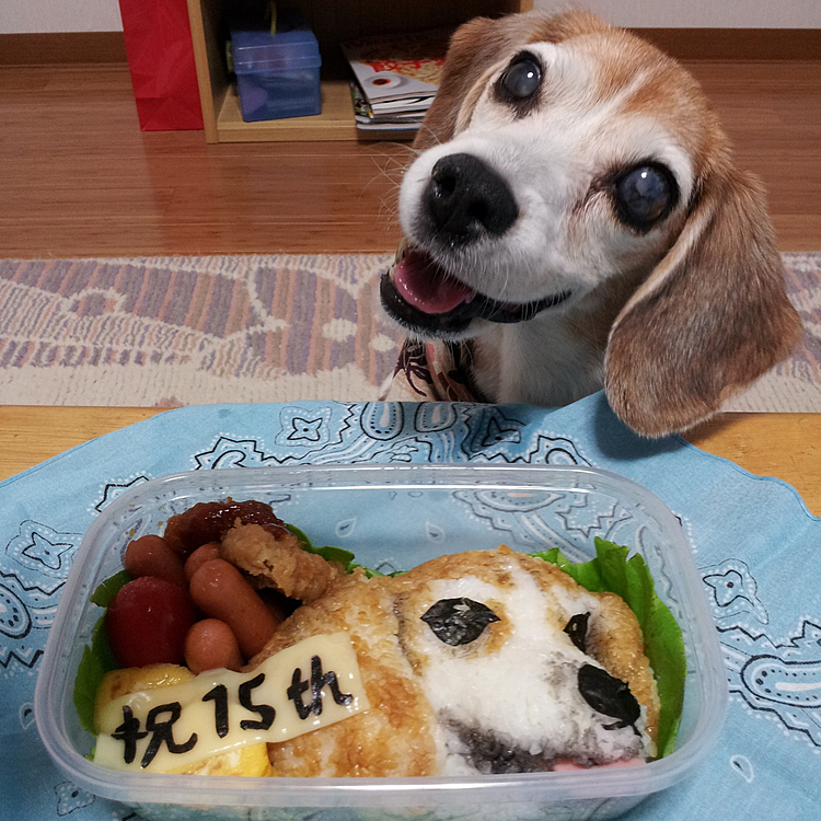お弁当も作ったことあったなぁ。
この頃はロウちゃんの顔形が頭にインプットできていました(^^)