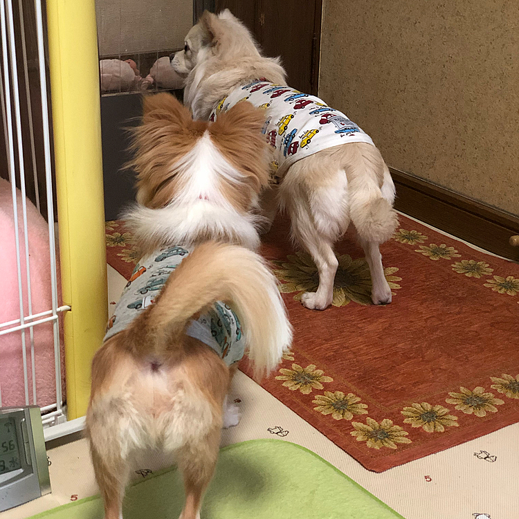 廊下でバァバが掃除機をしてると…
2人とも音が怖いのか出て行きません😂
小春よ…
いつも小雪の前に割り込むくせに、そんな時だけ小雪の後ろにいるのね🤣