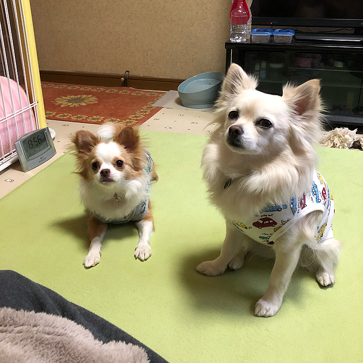 お座りしなさい❣️って言われ
きちんとお座りする小雪🐶
お利口さんだねぇ☺️
お座りすると見せかけておいて、フセの小春🐶
賢いのか、あんぽんたんなのか分からん🤣