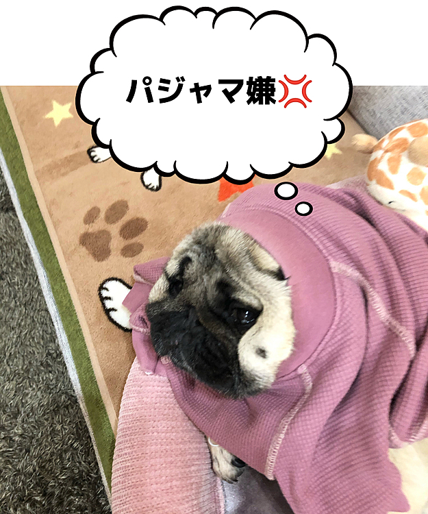 パジャマお着替えで荒ぶれてます🐶