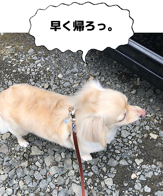 トリミングの帰りに、車のドアが開くのを待ってます😊
🐶ちゃん達って、家の車も理解してますよね😊

トリマーさんから、なんかいつもと違う気がする。と言われました💦
…多分機嫌が悪いんだろうと🤣
確かに、サロンに行く時、車を降りて歩かなかったんですよね〜😅
頑張ったから、綺麗になったよ😊