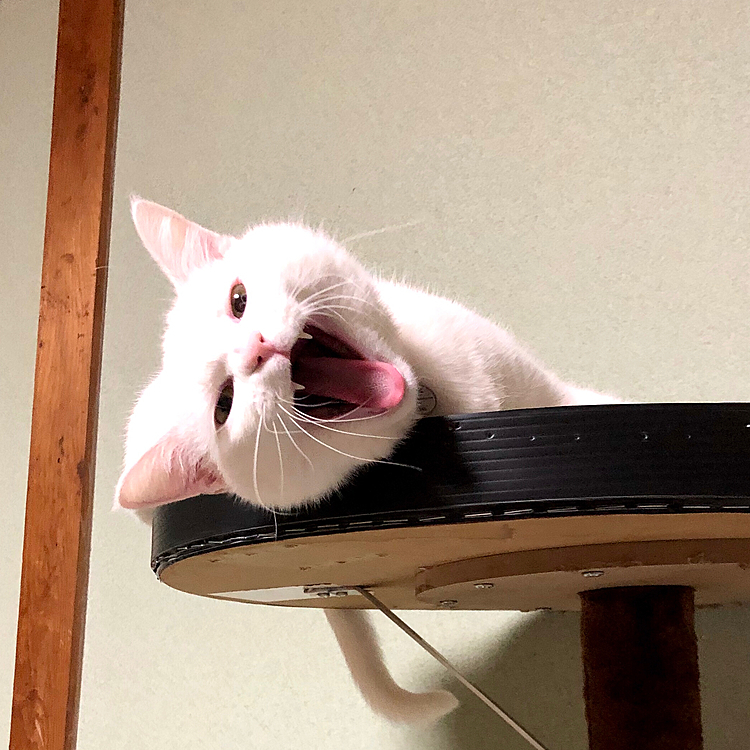 ぎゃおーん🐾