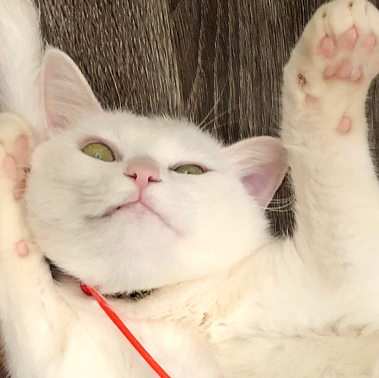 睡眠中ですzzz