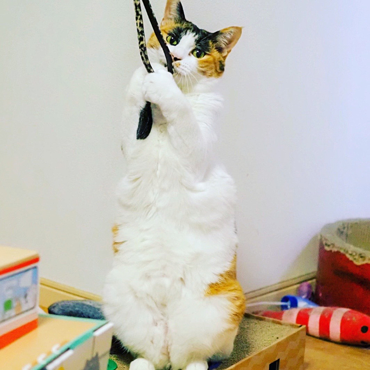 ガッチリにゃ