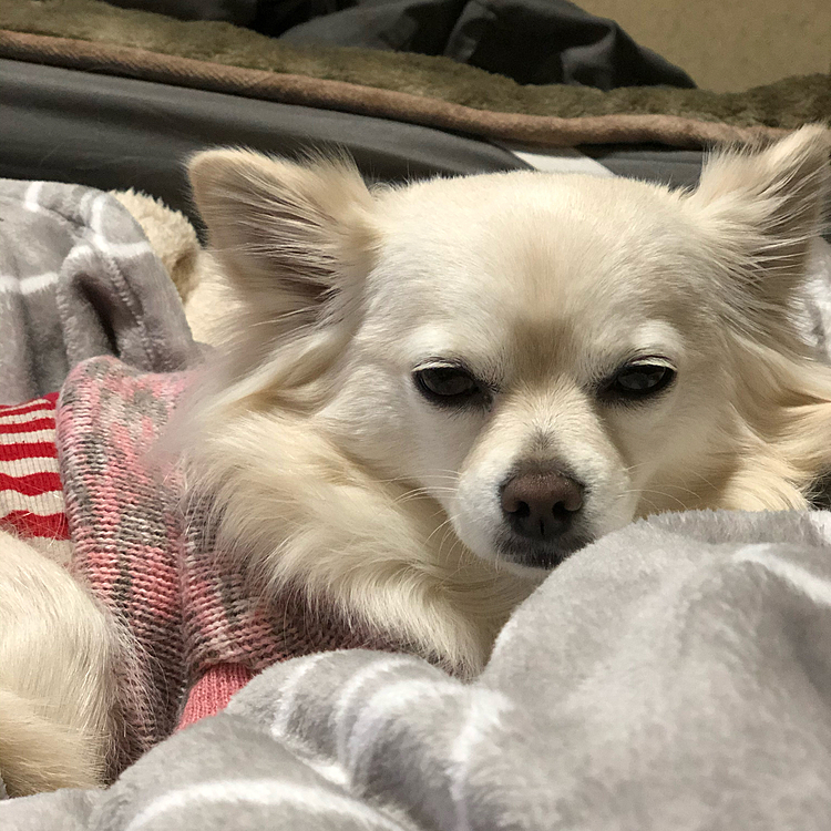 おはようございます😄
小雪はドヨ〜ンと寝ぼけてます🐶
この後、少しだけお散歩に行きました🎵
