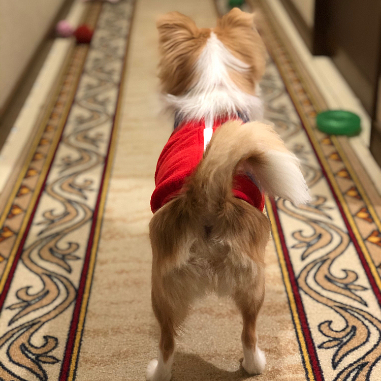 小春〜こっち向いて〜💦🐶
ムーミンじゃあるまいし、こっち向いておくれよ〜🤣