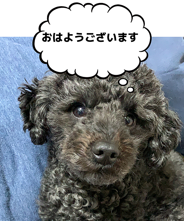 おはようございます。
まだまだ使い慣れてないですが、可愛い看板犬達を載せていけたらなと思います(❁´ω`❁)