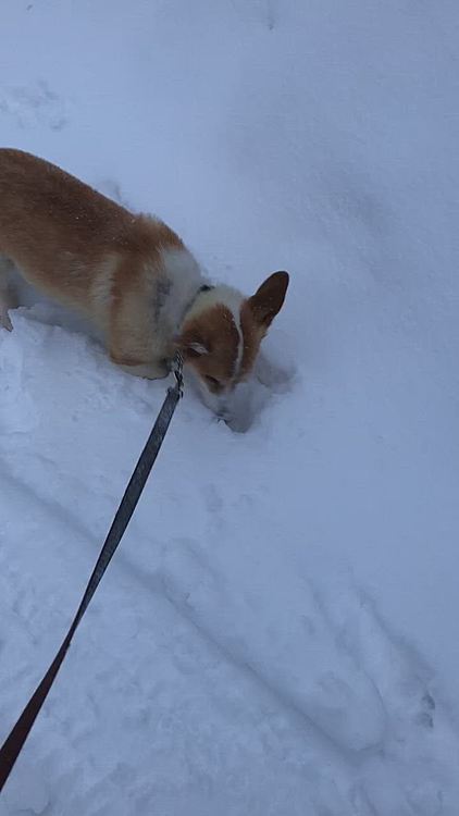鼻除雪→人の気配?→鼻除雪の繰り返し🤣🤣
ちゃんと歩こうね🤣
今朝もドカ雪でした☃️
膝まで積もってました。
もう雪いらないってばぁ😱😱😱