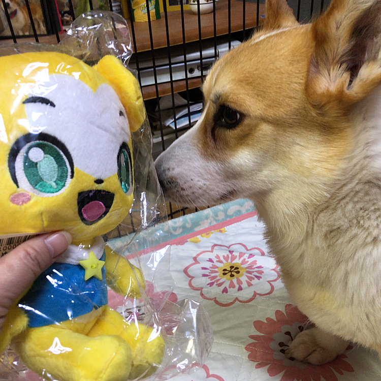 孫くんに買ってあげたクマーバ😊
もう送ったからクマーバ居ないよ😊
まあるも欲しかったのかな😍
気になるよねぇ😍
でもあなた?破壊するからね🤣