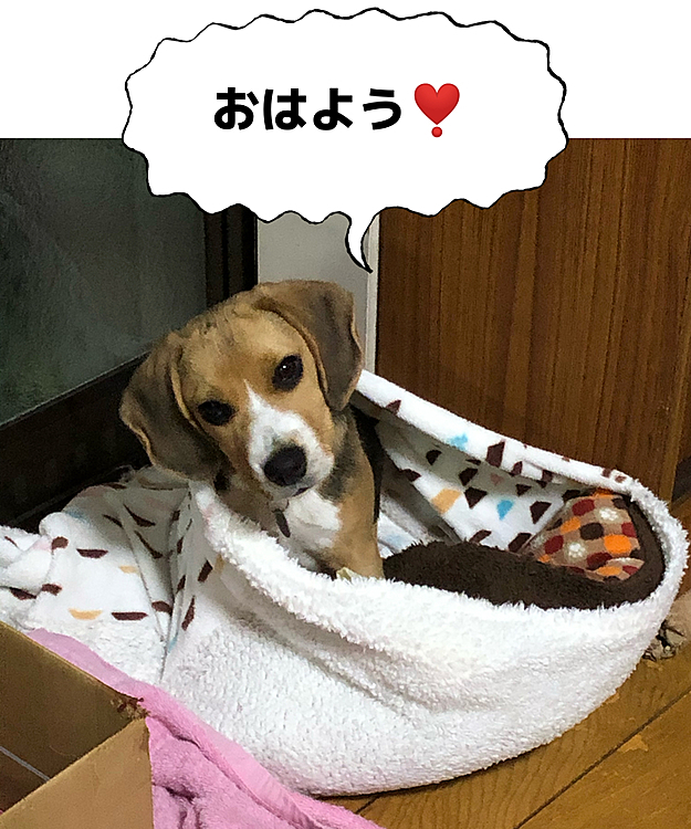 2021.2.4(木)

今日で5ヶ月になりました💐🍀🐶🧢
元気に大きくなってます☺️👍

(ママもお誕生日なんだって🎂❣️🐶🧢🎉)