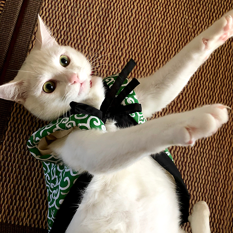 ちゃんちゃんこねこ