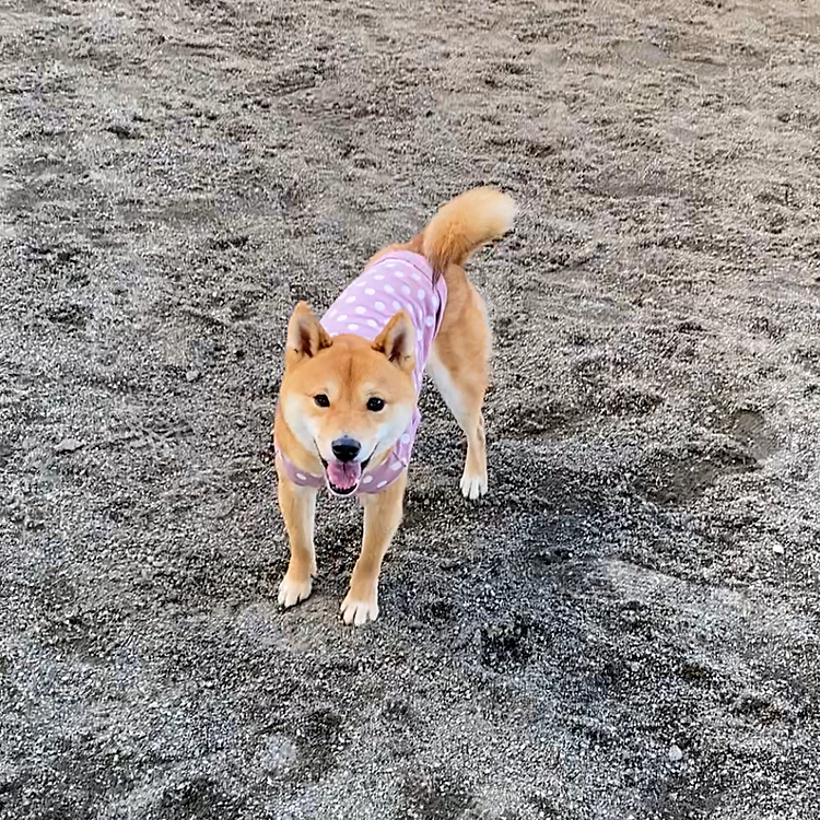2021.02.04
今日はドッグランに行きましたが強風でとても寒かったです💦