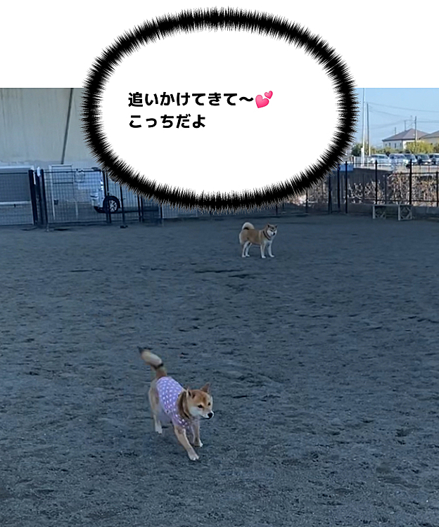 女の子柴さんがいて櫂は走りたくて何度も誘いにいきましたが、騒がしい櫂はふられていました🤣