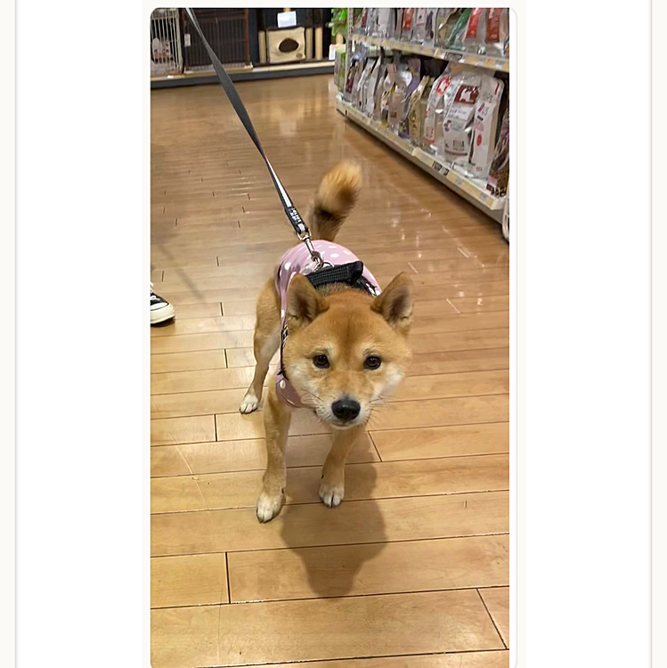 ドッグランのあと、櫂の歯磨きガム🪥がなくなっていたのでイオンでお買い物😊
毎日歯磨きも頑張ろうね🦷✨