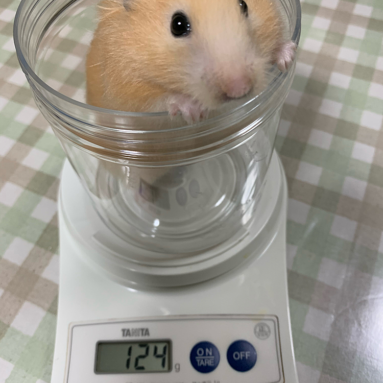 体調を崩してから体重が108gになったのですが、最近丸くなってたので体重測定してみたら以前の120gよりも増えてました😰💦