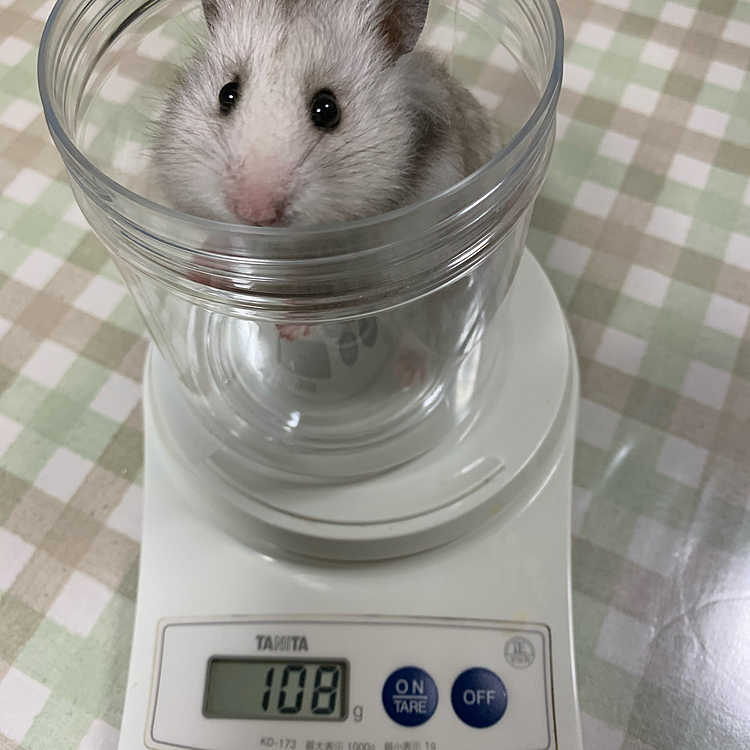 ごまちゃんも元気はつらつ💪体重測定してみよう‼️おや⁉️ごまちゃん90gだったのに増えてる😅元気で何よりでした👏