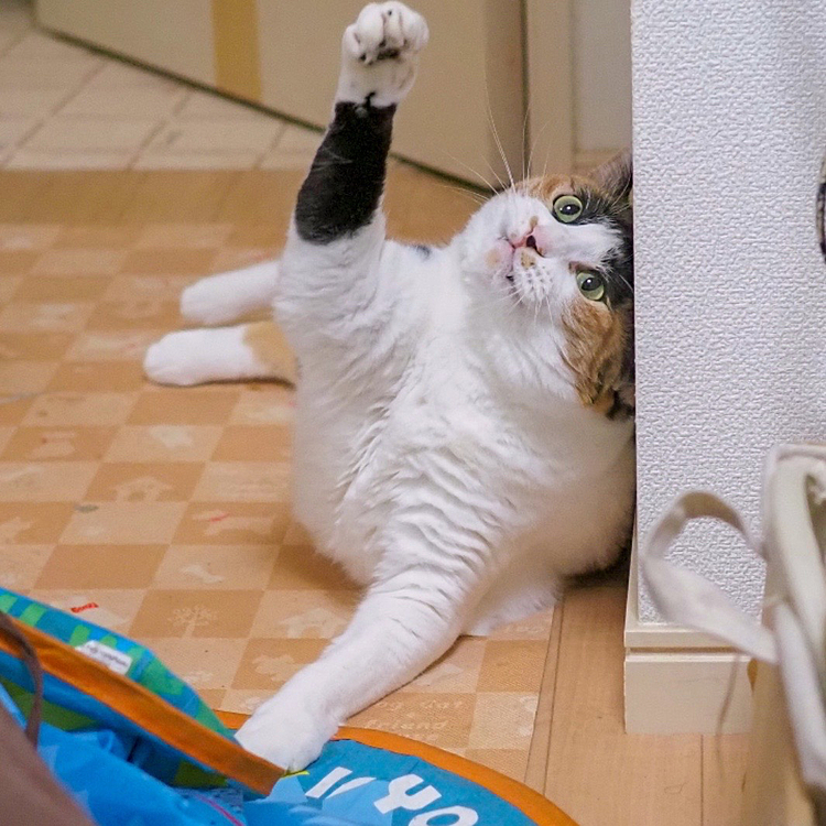 ちら牙パンチにゃ