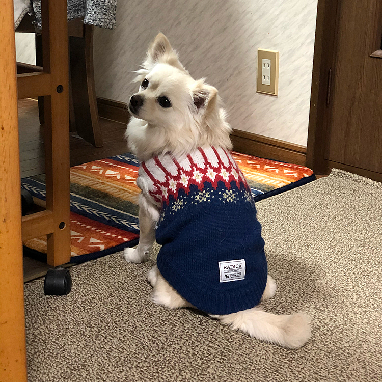 おはようございます😄
小雪は今朝も
『お散歩の後はモーニングよね✨』
お座りして待ってます🤣