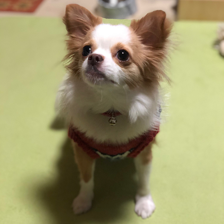 小春は今朝も
『どのオモチャで遊ぶ❓』
オモチャ物色して一旦部屋に戻ってきます😂