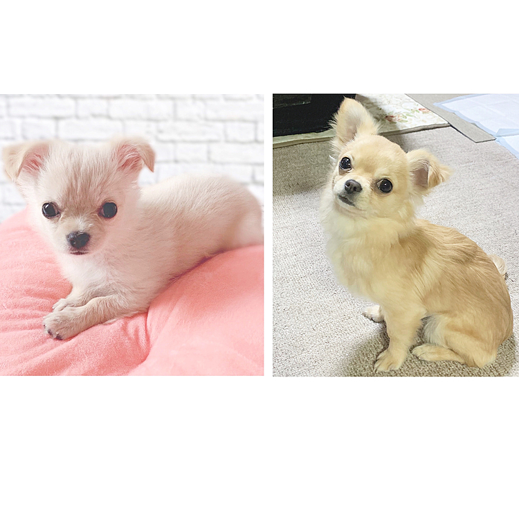 今日で生後7ヶ月になりました✨

昨日パパが仕事から帰ってきた時、
帽子かぶってマスクをしてたパパに、
ヒメ🐶は知らない人が家に入ってきたのかと勘違いして、初めて吠えてました😂

帽子とマスクを取った瞬間、
パパだと認識していつものようにしっぽフリフリ喜んでました🤣