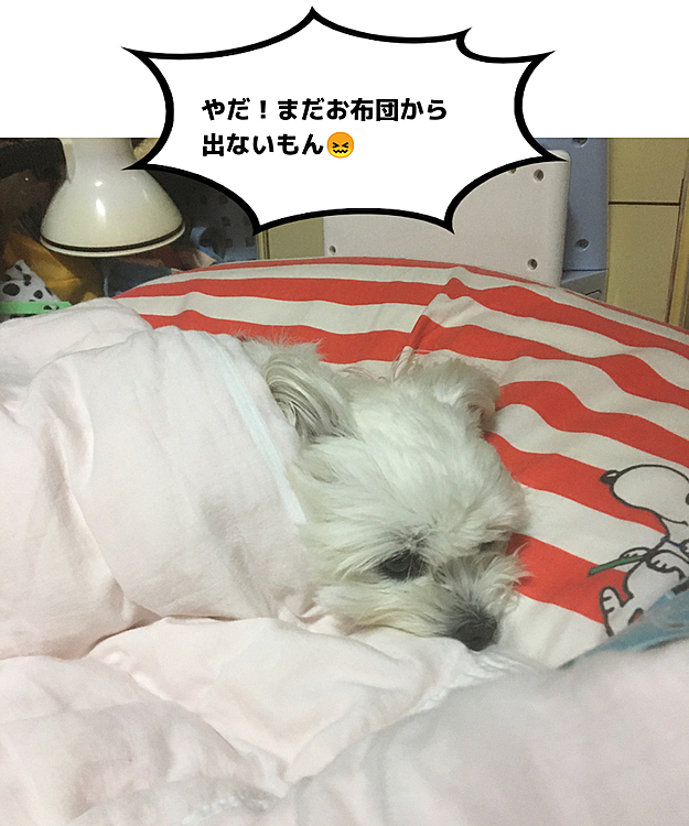 ココの母の投稿