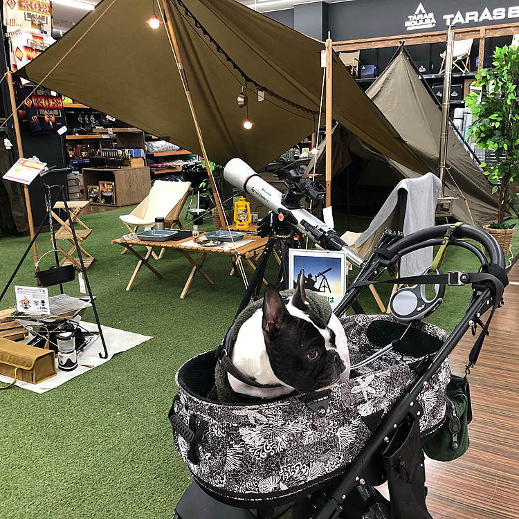 キャンプ用品の物色してきました😀
カートに乗せれば🐶OKとのことで、まろも一緒に行ってきました😁