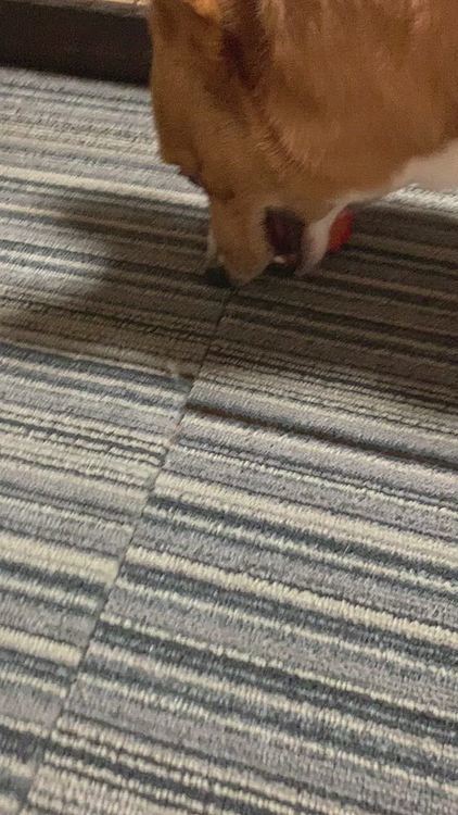 ありゃ〜😹これはニワトリさんのクチバシがもげる日も近いわ🐔😭
カミカミが楽しいのね🤣