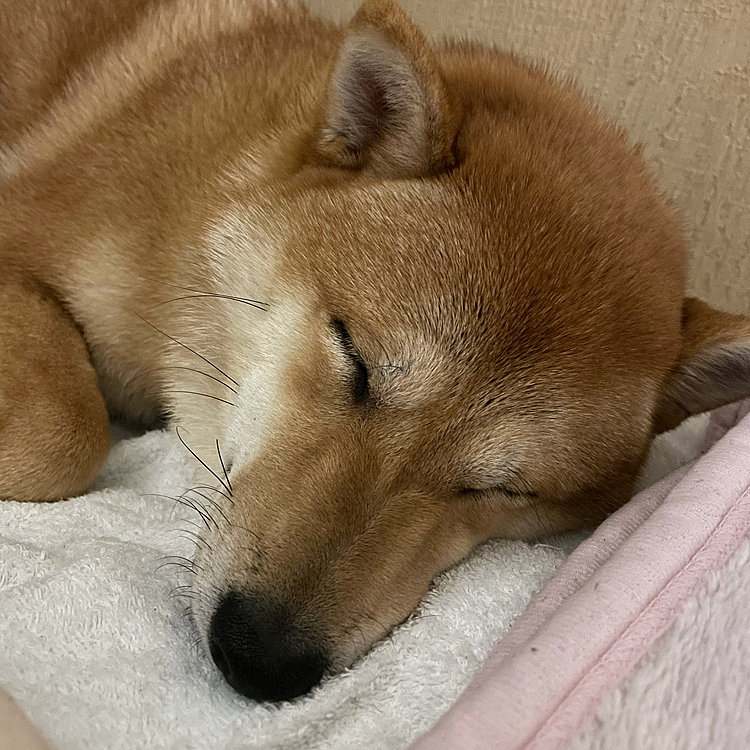 とにかく眠くて眠くてしかた無かったらんだって。