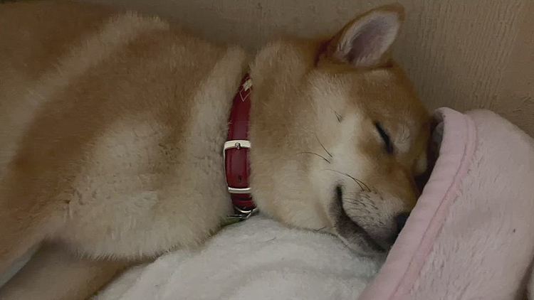 ｢寝てま〜す｣っていう動画を撮りたかったの。
それなのに一瞬｢寝てます｣動画で最後は｢起きてます｣動画になっちゃった💦