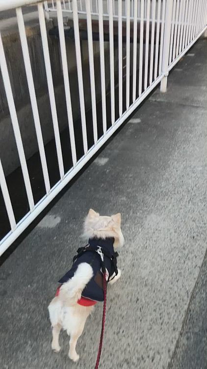 小走りルンルン🎵
朝からお天気いいと気分も上がるよね〜⤴️
お友達には会えなかったけど、お隣のお母さんに会えたね✨
なぜかお隣のお母さんが大好きなのよね🤣