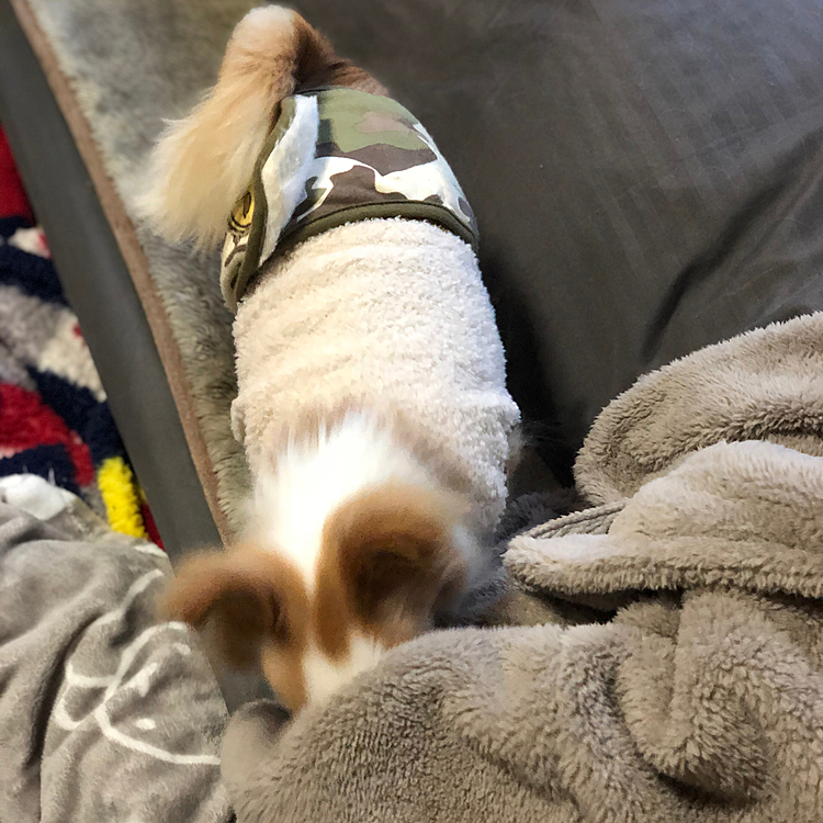 小春は朝からイタズラしてます🐶🎵
私の着る毛布を物色中💦
やめて〜😱