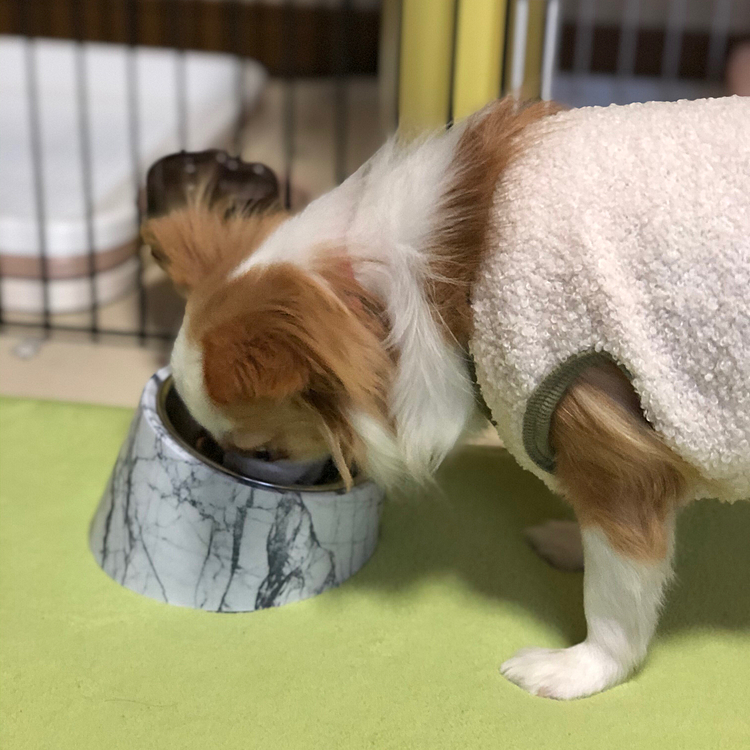 イタズラしたらお腹すくよね🎵🐶
朝からしっかりご飯食べて偉いね💕
ちなみに咲夜、初めてカリフラワー食べたね👍
好き嫌いない子って凄いわぁ🤣