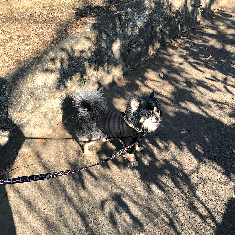 今日はお休みなので長距離散歩🐾✨
森林公園まで🌳

行って帰って、1時間ちょいなので
いい運動です😊🙏

少し公園でゆっくりしようと思ったのですが
土曜日だからかめちゃくちゃ混んでて💦

座るところもないくらいでした😳💫

子供達から大人まで👯‍♀️
皆さん自粛期間中だからか行くところが限られてるのかな？

